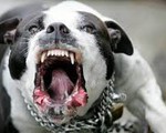 Cảnh báo nguy hiểm khi chó pitbull tấn công người