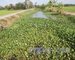 Thời tiết khô hạn, đồng bào Khmer chủ động thích ứng với hạn mặn
