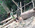 Cách chức Trạm trưởng Trạm bảo vệ rừng Trường Sơn