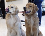 Bệnh viện Brazil dùng chó trị liệu tâm lý cho bệnh nhân