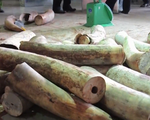 Thu giữ hơn 9 tấn hàng hóa nghi là ngà voi