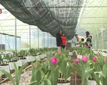 Nông nghiệp công nghệ cao đưa nông sản xứ lạnh đến Huế