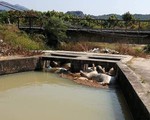 Điều tra hàng chục con heo chết bị vứt ra hồ nước tại Khánh Hòa