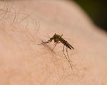 Hãng Bayer giới thiệu thuốc diệt muỗi hỗ trợ chống bệnh sốt rét