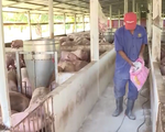 Đăk Lăk: Tạm ngưng vận chuyển mua bán lợn tại vùng dịch lở mồm long móng