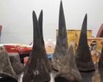 Bắt giữ gần 15kg sừng tê giác tại sân bay Nội Bài