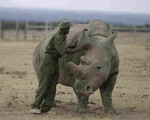 Trí tuệ nhân tạo giúp bảo vệ loài tê giác