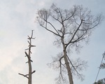 TP.HCM: Nhiều cây cổ thụ trong công viên chết khô không rõ nguyên nhân