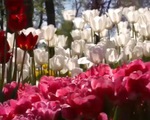 Rực rỡ sắc hoa tulip tại Thổ Nhĩ Kỳ