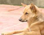 Vụ bé 7 tuổi tử vong vì bị đàn chó tấn công: Mối nguy hiểm của tập quán nuôi chó thả rông