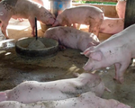 Bùng phát dịch tả lợn châu Phi tại Campuchia