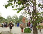 Chờ đón lễ hội hoa ban lần đầu tiên tại Hà Nội