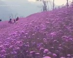 Đến Sapa, ngắm cánh đồng hoa tím đẹp... quên lối về