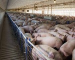 Hà Nội: Tiêu hủy 61.500 con lợn mắc dịch tả lợn châu Phi