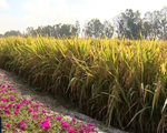 Sử dụng giống lúa thích ứng hạn mặn - Lối ra cho người trồng lúa ĐBSCL
