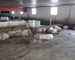 Thừa Thiên - Huế lại phát hiện thêm 3 ổ dịch tả lợn châu Phi