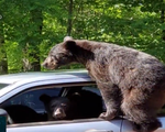 Gia đình gấu muốn… trộm xe hơi