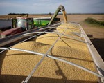 Nông dân trồng đậu tương Mỹ thất vọng về triển vọng đàm phán