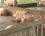 Chính sách hỗ trợ phòng, chống bệnh dịch tả lợn châu Phi