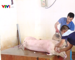 Khó tiêu thụ lợn tại vùng đã hết dịch tả lợn châu Phi
