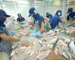Đẩy mạnh tìm kiếm và mở rộng thị trường xuất khẩu cá tra Việt