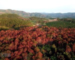 Lâm Đồng: Hàng ngàn cây thông rừng gần 20 năm tuổi bị hạ độc