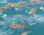 Rác thải nhựa dồn ứ ven bờ vịnh Vũng Rô