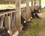 Xuất khẩu sữa chính ngạch: Các vùng chăn nuôi đáp ứng thị trường như thế nào?