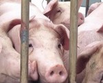 Xuất hiện ổ dịch tả lợn châu Phi ở Đồng Nai