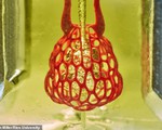 Lần đầu tiên in hoàn chỉnh hệ mạch máu người nhờ công nghệ 3D