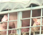 TP.HCM lập chốt kiểm dịch ngăn dịch tả lợn châu Phi