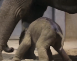 Hình ảnh những bước đi đầu tiên của voi con mới sinh tại vườn thú