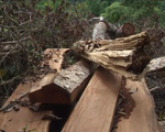 Cận cảnh hiện trường vụ chặt hạ gỗ nghiến tại Bắc Kạn