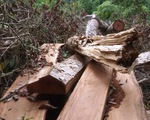 Thực tế buồn ở Bắc Kạn: Cả thôn rủ nhau... phá rừng