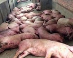 Quảng Bình: Đề xuất hỗ trợ 25.000 đồng/kg lợn mắc dịch tả phải tiêu hủy