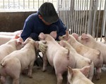 Các nước châu Âu làm gì để ngăn chặn dịch tả lợn châu Phi?
