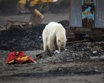 Gấu Bắc Cực lê bước trên đường phố Nga mò tìm thức ăn