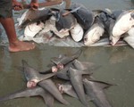 Canada cấm xuất nhập khẩu vây cá mập