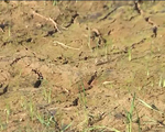 Hàng chục ngàn ha lúa ở Bắc Trung Bộ bị chết khô