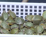 Malaysia thu giữ hơn 5.000 con rùa nhập lậu