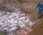 Ngăn chặn vụ mổ lợn dịch tả lợn châu Phi đem bán