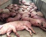ĐBSCL thiệt hại nặng vì dịch tả lợn châu Phi
