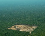 Báo động tình trạng phá rừng Amazon