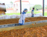 Lần đầu tiên Việt Nam xuất khẩu bột nghệ sang Nhật Bản
