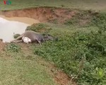 Sét đánh chết đàn trâu 9 con của một gia đình ở Lạng Sơn