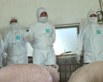 Khảo nghiệm vaccine phòng dịch tả lợn châu Phi