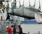 Nhật Bản rút khỏi IWC, nối lại đánh bắt cá voi