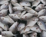 Người dân vây nhà máy nghi xả thải khiến cá chết hàng loạt ở Vũng Tàu