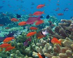 Các rạn san hô có nguy cơ biến mất vì biến đổi khí hậu