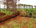 Khởi tố vụ đầu độc rừng thông ở Lâm Đồng